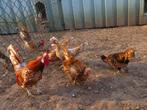 Broedeieren Spitskuifkriel, Dieren en Toebehoren, Pluimvee, Geslacht onbekend, Kip
