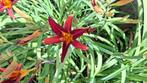 Daglelie hemerocallis, Tuin en Terras, Planten | Tuinplanten, Ophalen, Zomer, Overige soorten, Volle zon