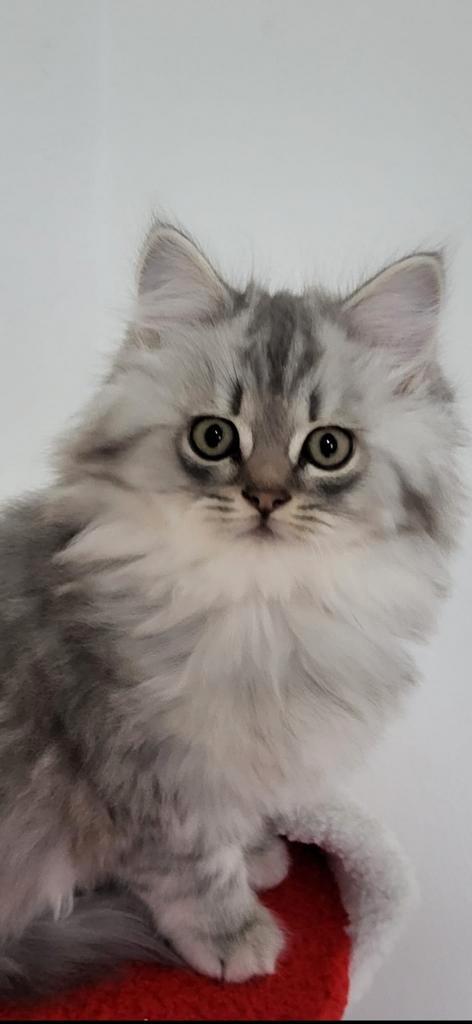2 Britse langhaar kittens 11  weken! Vader ST.ingeënt, Dieren en Toebehoren, Katten en Kittens | Raskatten | Langhaar, Meerdere dieren