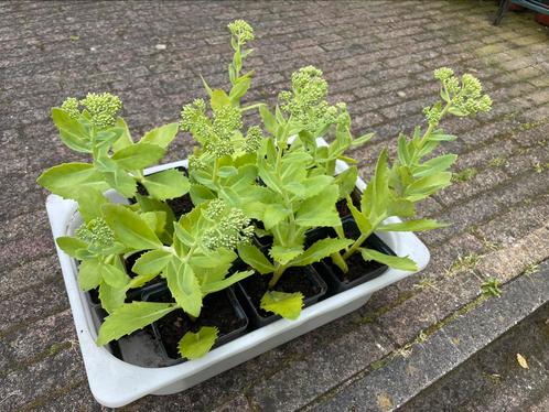 Sedum hemelsleutel herbstfreude vetkruid, Tuin en Terras, Planten | Tuinplanten, Overige soorten, Volle zon, Zomer, Ophalen