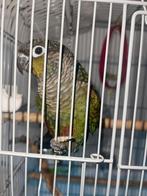 Pyrrhura Mango – 4 maanden oud – lief & speels, Mannelijk, Parkiet, Geringd