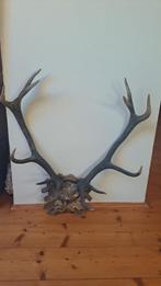 Gewei van Hert antiek groot, Verzamelen, Dierenverzamelingen, Ophalen, Gebruikt, Hert, Gewei of Kop