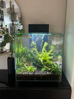 Fluval Edge design aquarium (schade, maar lekvrij!), Ophalen, Gebruikt, Gevuld zoetwateraquarium