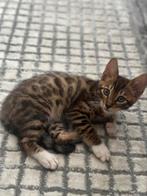 Bengaalse kitten, Dieren en Toebehoren, Katten en Kittens | Raskatten | Korthaar, Kater, Ontwormd