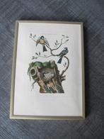 Koolmezen - oude vogelgravure, Ophalen of Verzenden