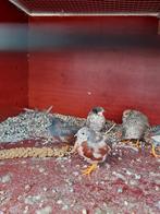 Chinese Dwergkwartels, Dieren en Toebehoren, Meerdere dieren, Tropenvogel