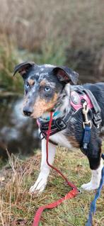 Lieve jack russel (mix), Dieren en Toebehoren, Honden | Jack Russells en Terriërs, Rabiës (hondsdolheid), Jack Russell Terriër