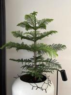 Kamerden in pot, Bloeit niet, Halfschaduw, Overige soorten, Minder dan 100 cm