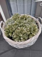 Grote rieten mand  met of zonder de plantenpotjes, Bloeit niet, Halfschaduw, Minder dan 100 cm, Overige soorten