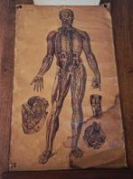 Zeer oude anatomische kaart  : Bourgery et Jacob  - 1842, Antiek en Kunst, Ophalen