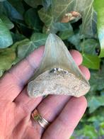 Megalodon haaientand, fossiel, Indonesië 2, Verzamelen, Mineralen en Fossielen, Ophalen of Verzenden, Fossiel