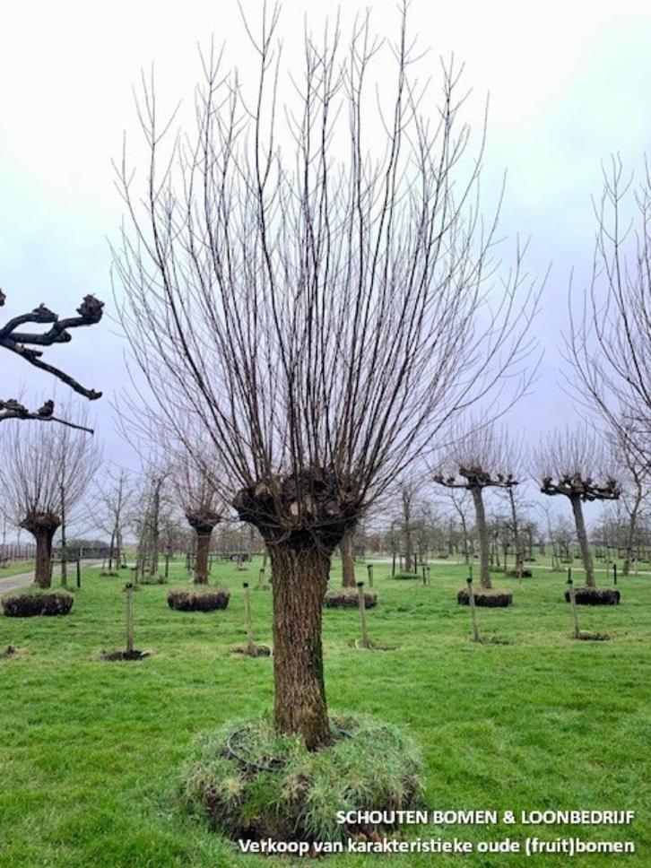 Prachtige Sierbomen - knotwilg dik te Koop | Vanaf €1495, Tuin en Terras, Planten | Bomen, Overige soorten, Volle zon, Lente, Ophalen