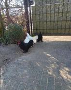 Sabelpoot Sabelpootkriel Sabelpootkrielen 1 haan en 3 hennen, Dieren en Toebehoren, Pluimvee, Meerdere dieren, Kip