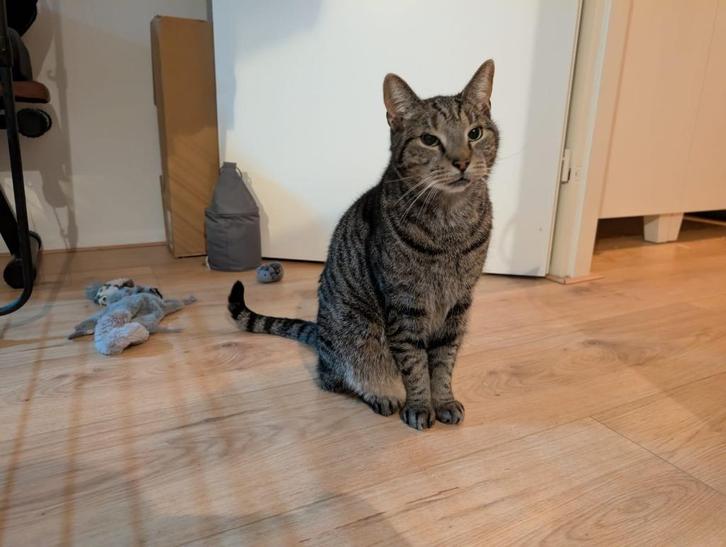 Europese korthaar., Dieren en Toebehoren, Katten en Kittens | Raskatten | Korthaar, Kater, 6 jaar of ouder, Ontwormd, Ingeënt