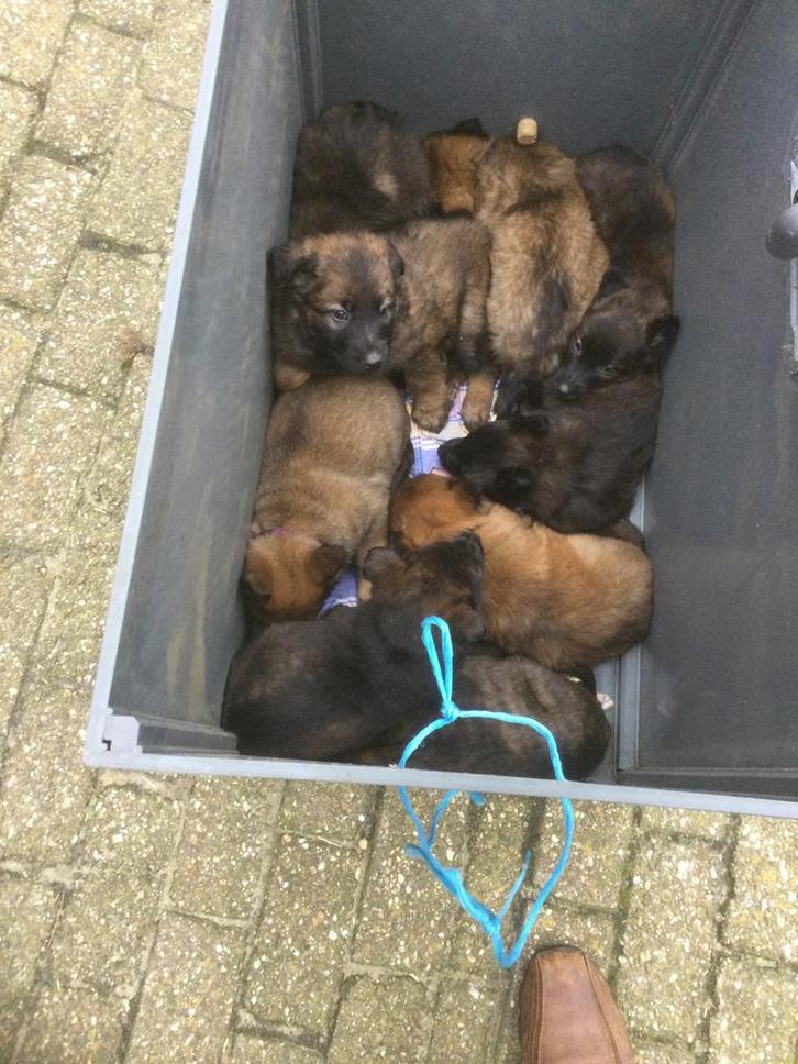 Mechelse herder pups, Dieren en Toebehoren, Honden | Herdershonden en Veedrijvers, Meerdere dieren, Herder, Particulier, Meerdere