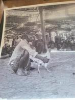 Soerabaia Java  foto Haanegevecht 1912, Ophalen of Verzenden