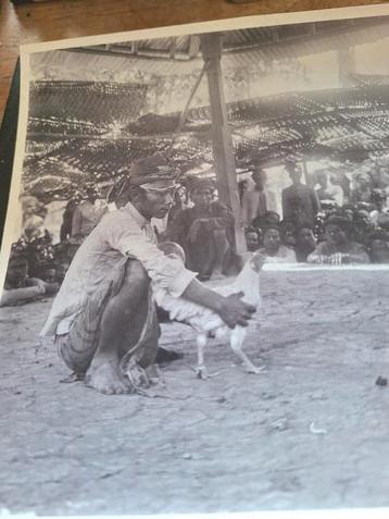 Soerabaia Java  foto Haanegevecht 1912 beschikbaar voor biedingen