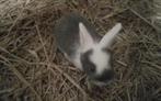 8 Konijntjes (Duitse Reus), Dieren en Toebehoren, Konijnen, Geslacht onbekend, Middelgroot