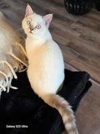 100% zuiver Britsekorthaar kitten 🩵 volledig 💉 en gechipt, Dieren en Toebehoren, Katten en Kittens | Raskatten | Korthaar, Gechipt