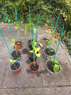 Paprikaplantjes, Vaste plant, Halfschaduw, Zomer, Ophalen
