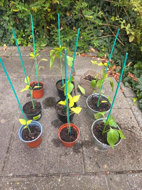 Paprikaplantjes, Tuin en Terras, Planten | Tuinplanten, Vaste plant, Overige soorten, Halfschaduw, Zomer, Ophalen