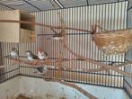 5 witborst zebravinken poppen, Dieren en Toebehoren, Vogels | Overige Vogels, Vrouwelijk, Tropenvogel
