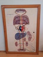 Anatomisch model bloedsomloop , met werking, Antiek en Kunst, Curiosa en Brocante, Ophalen of Verzenden