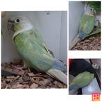 Pyrrhura molinae mint opaline violet / mooncheek, Dieren en Toebehoren, Mannelijk, Parkiet, Geringd