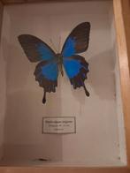 Vlinder, Ophalen, Zo goed als nieuw, Insect, Beeldje of Figuurtje