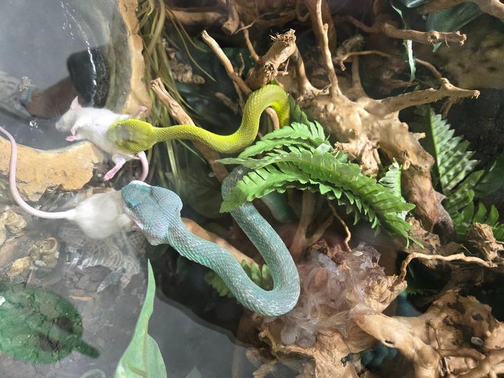 Trimeresurus albino green