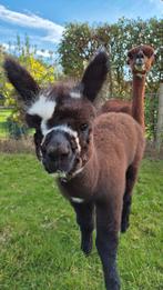 Alpaca merrie met merrie veulen, Dieren en Toebehoren, Overige Dieren, Juli, Vrouwelijk