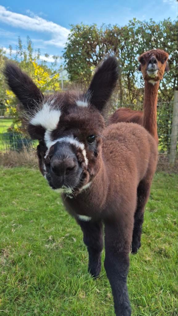 Alpaca merrie met merrie veulen, Dieren en Toebehoren, Overige Dieren, Vrouwelijk, Juli