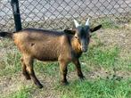 Dwerg geit bok, Dieren en Toebehoren, Mannelijk, Geit, 0 tot 2 jaar