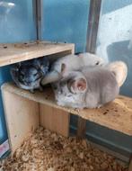 Chinchilla bokjes, Dieren en Toebehoren, Knaagdieren, Mannelijk, Cavia