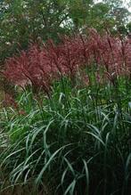 Miscanthus Sinsensis Malepartus - grote pot !!, Ophalen, Volle zon, Vaste plant, Siergrassen