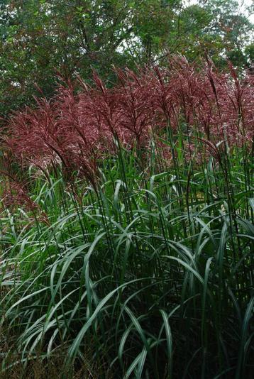 Miscanthus Sinsensis Malepartus - grote pot !!  beschikbaar voor biedingen