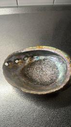 Abalone schelp, Ophalen of Verzenden, Schelp(en)