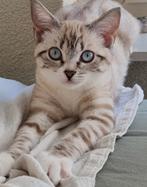 Kittens Britse Korthaar, Poes, Ontwormd, 0 tot 2 jaar