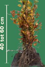 50 fagus groene beuken 40/60cm, Ophalen of Verzenden, Beukenhaag, Minder dan 100 cm