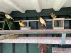 Kanaries, Dieren en Toebehoren, Vogels | Overige Vogels, Meerdere dieren