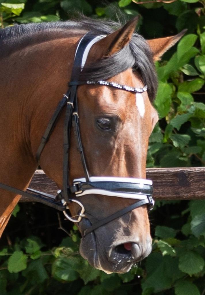 Twee Tess trenshoofdstellen maat full, Dieren en Toebehoren, Paarden en Pony's | Hoofdstellen en Tuigage, Zo goed als nieuw, Dressuur