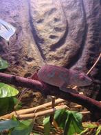 Panterkameleon (furcifer pardalis) vrouw, Dieren en Toebehoren, Reptielen en Amfibieën, Hagedis