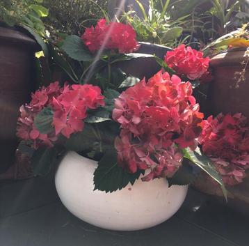 Grote stevige terracotta bonsai pot wit handwerk 16x36cm beschikbaar voor biedingen