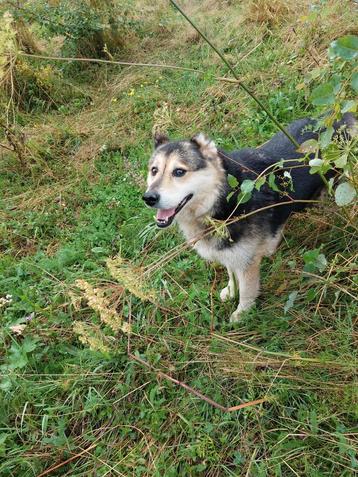 Leuke hondjes ter adoptie!  beschikbaar voor biedingen