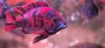 OB Marble Peacock Cichlide 5-6 cm groot, Dieren en Toebehoren, Vissen | Aquariumvissen, Vis, Zoetwatervis