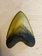 Megalodon replica, Verzamelen, Mineralen en Fossielen, Ophalen of Verzenden, Overige typen