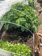 Boerenkool, Tuin en Terras, Planten | Tuinplanten, Ophalen, Zomer, Overige soorten, Volle zon