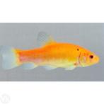 Goudzeelt - Goud Zeelt 10 / 12 cm - Koidreams Valburg