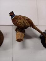 Opgezette fazant, Ophalen of Verzenden, Zo goed als nieuw, Vogel, Opgezet dier