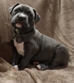 Amerikaanse Bully  pups  xl te koop, Bulldog, Meerdere, Meerdere dieren, Nederland